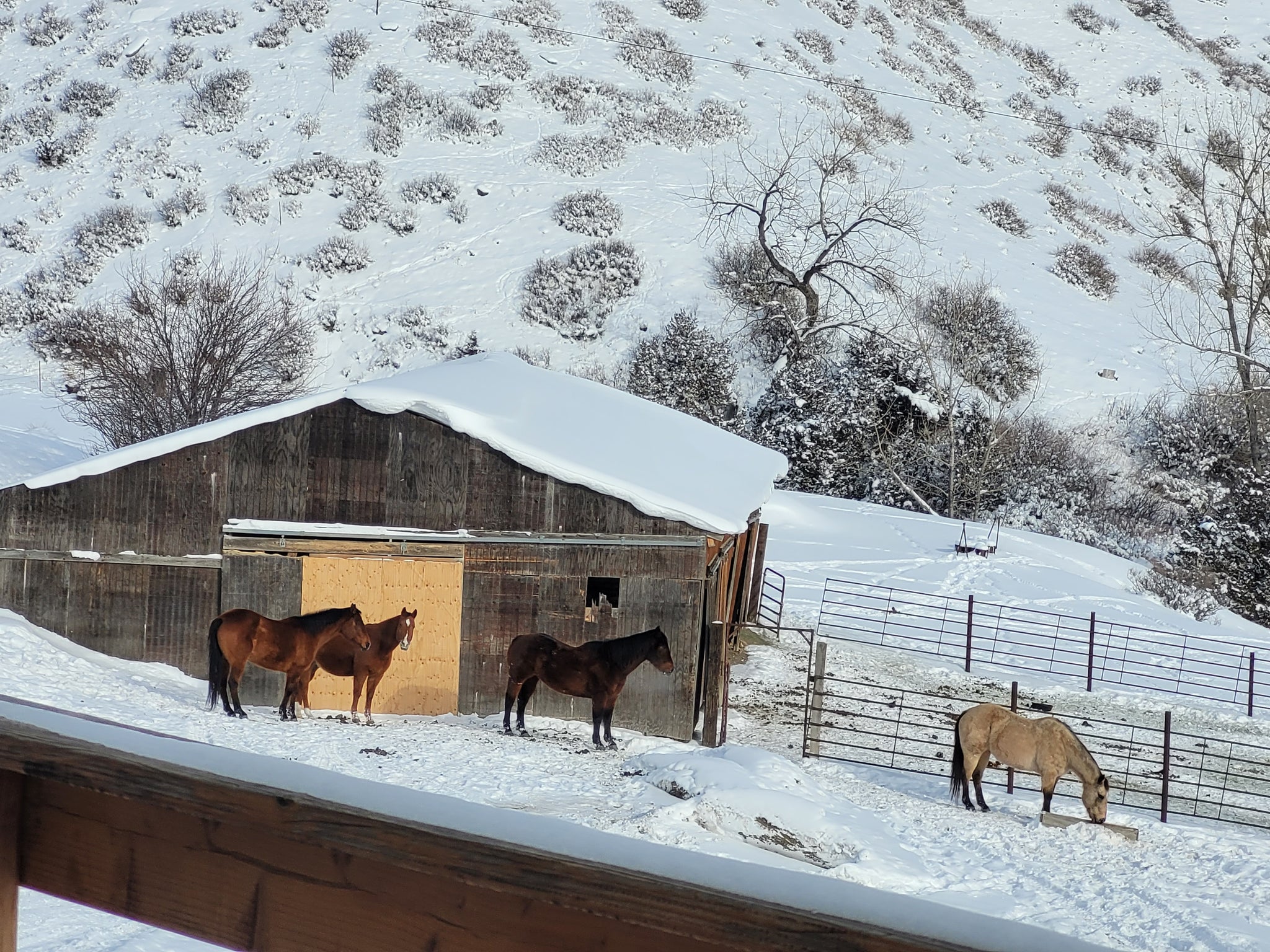 The Genius of How Horses Stay Warm